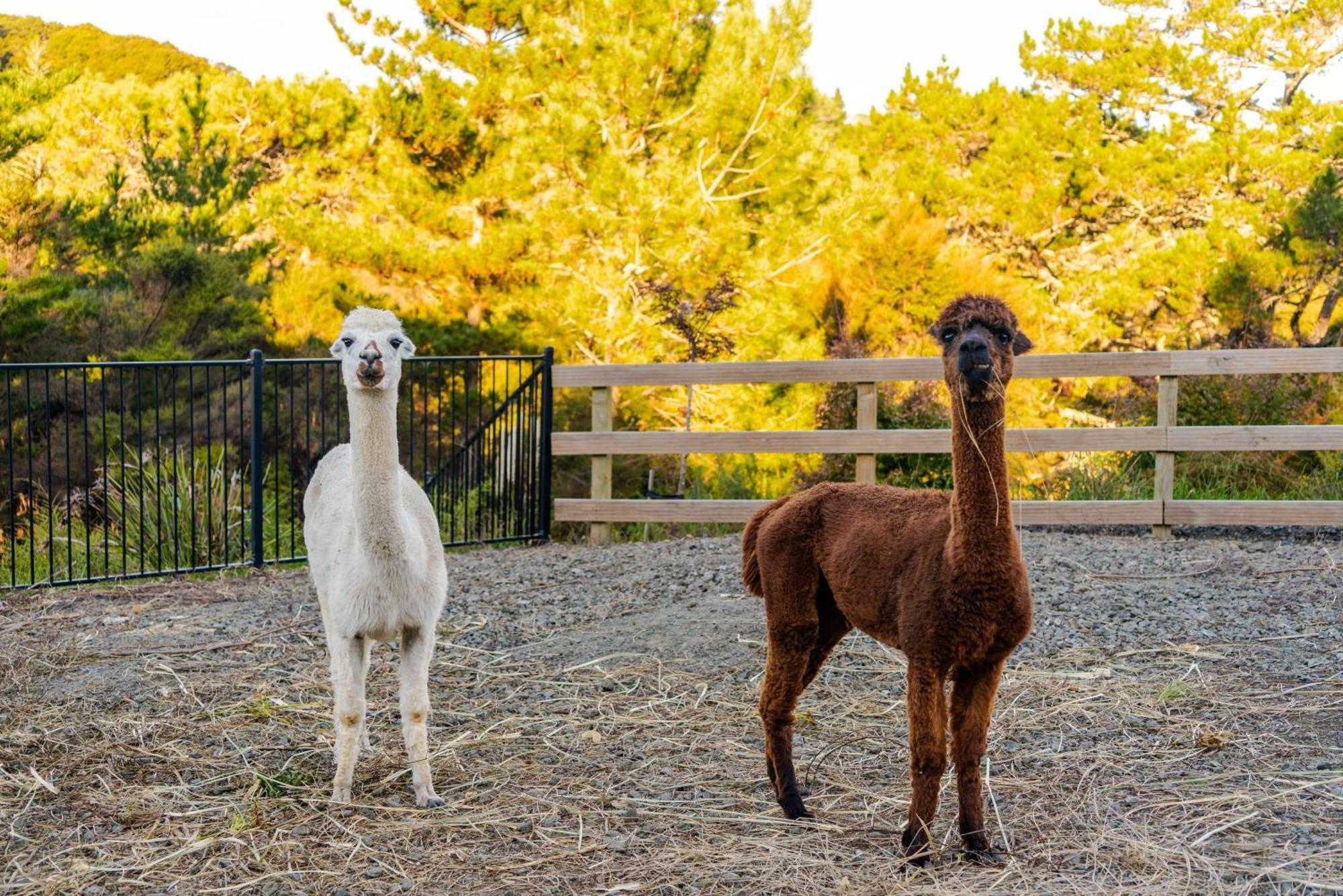 Alpaca Manor Auckland Apartment ภายนอก รูปภาพ